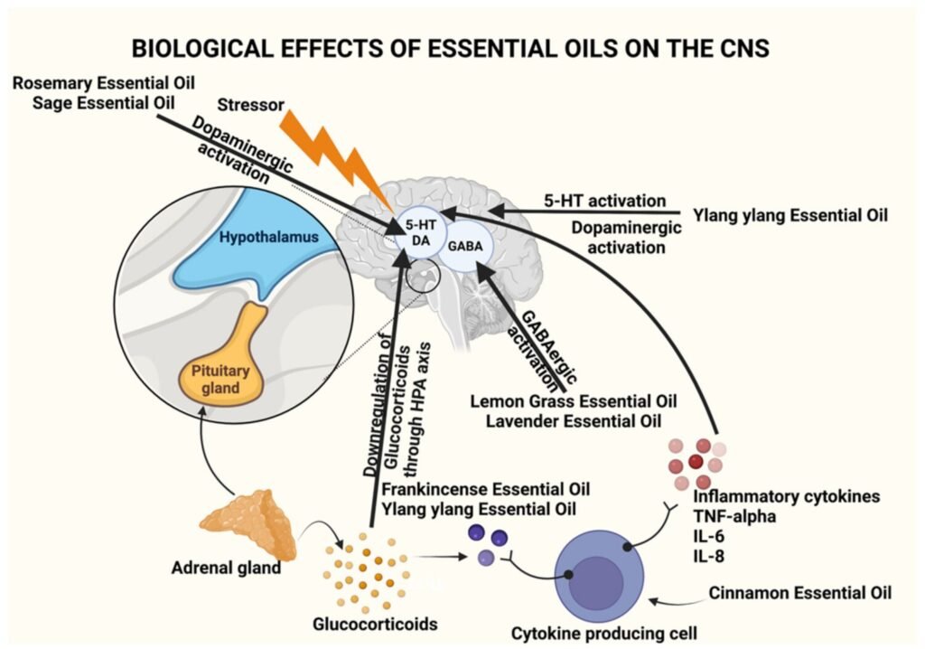 Effects of essential oils on nervous system 
