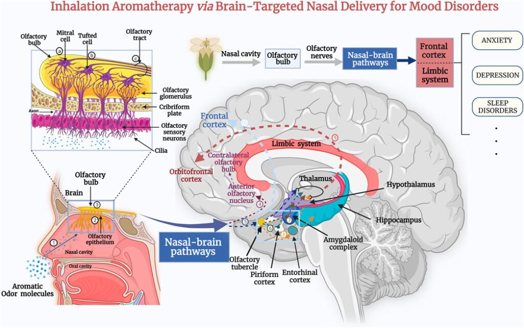 Understanding Aromatherapy for Sleep